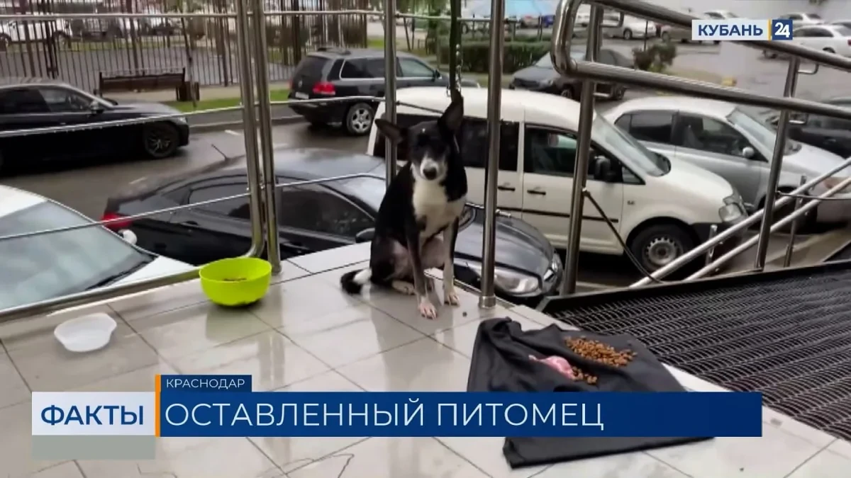 🐶 В Краснодаре ищут владельца собаки, оставленного на улице Заполярной