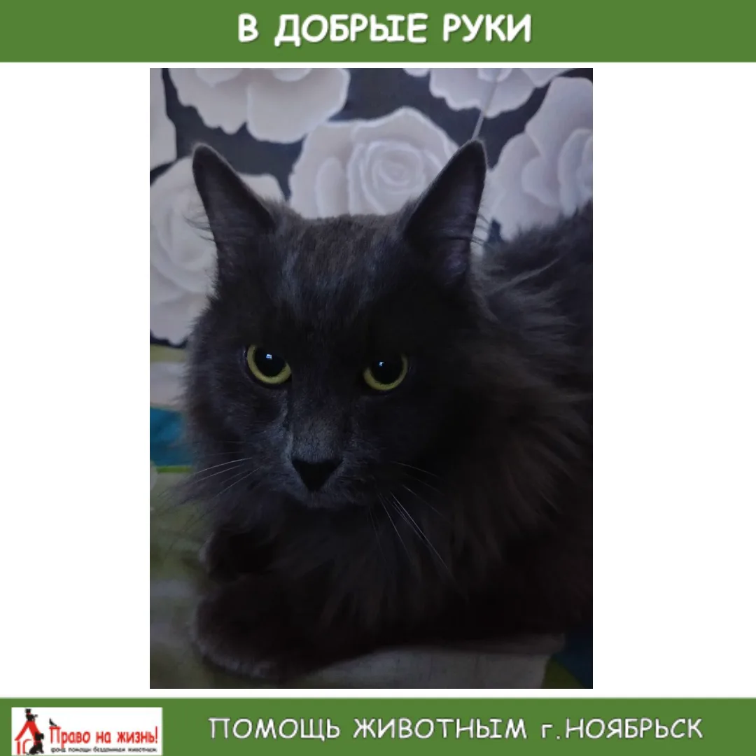 Пристраивается кот, зовут его Гром. Судьба не из лёгких, хозяева умерли, детей забрали ...