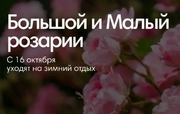 🥀 Большой и Малый розарии парка «Сокольники» закроются на зиму