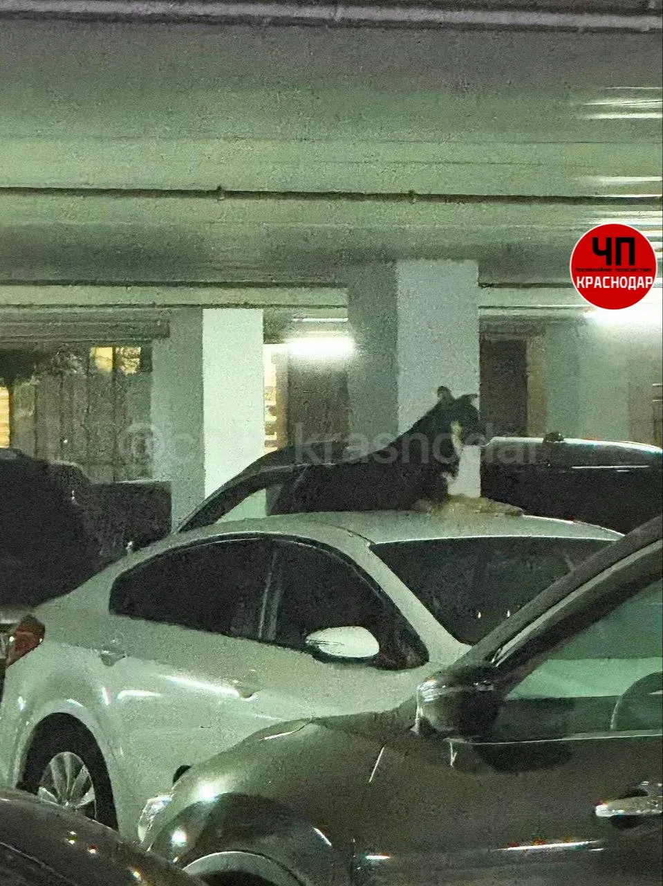 🐕 Сигнализация больше не нужна. На улице Серебрякова появился бесплатный охранник авто...