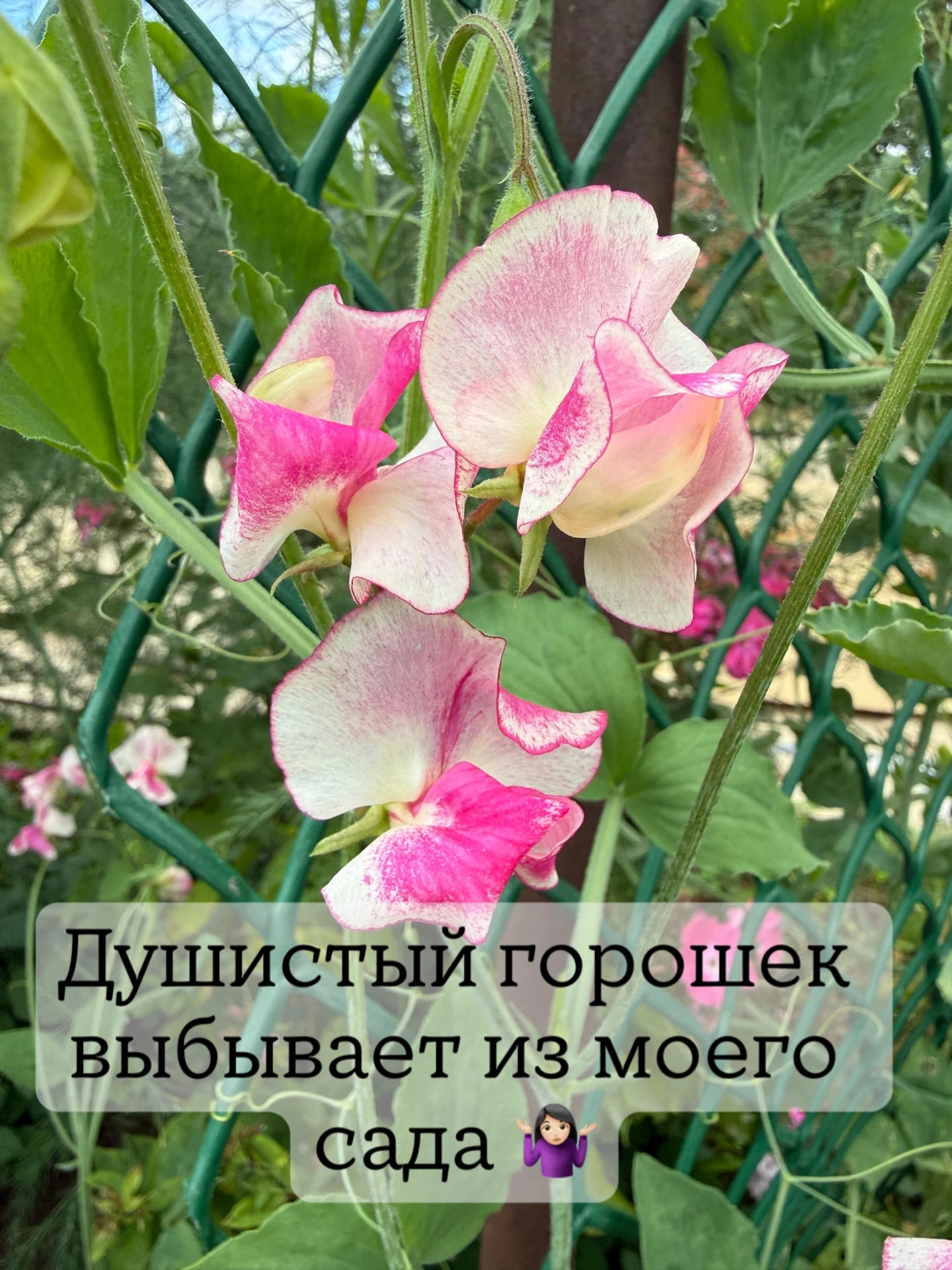 🌸 Душистый горошек — всё, мы с ним попрощались! 😂 Первый кандидат в рубрике «Больше н...