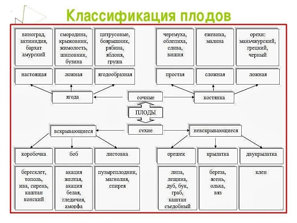 Классификация плодов 🍎