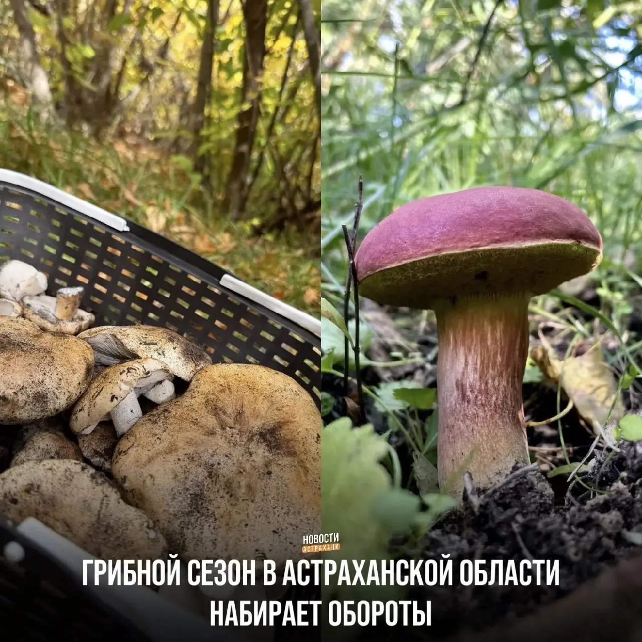 Харабалинский район стал самым грибным в Астраханской области