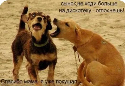 Российские кинологи предупредили, что даже одна долька тёмного шоколада может быть смер...