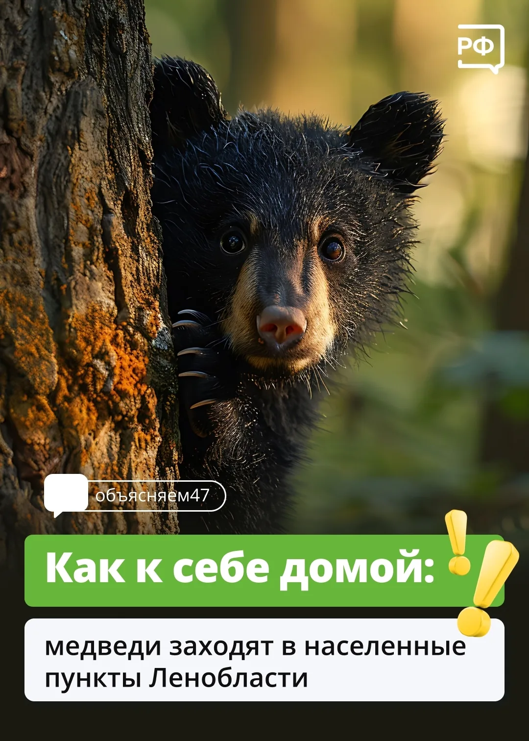 ❗ В Ленобласти медведи выходят к людям в поисках пропитания перед зимней спячкой!