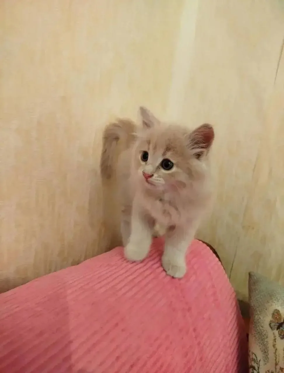Отдаём котёнка в добрые руки💞🐾