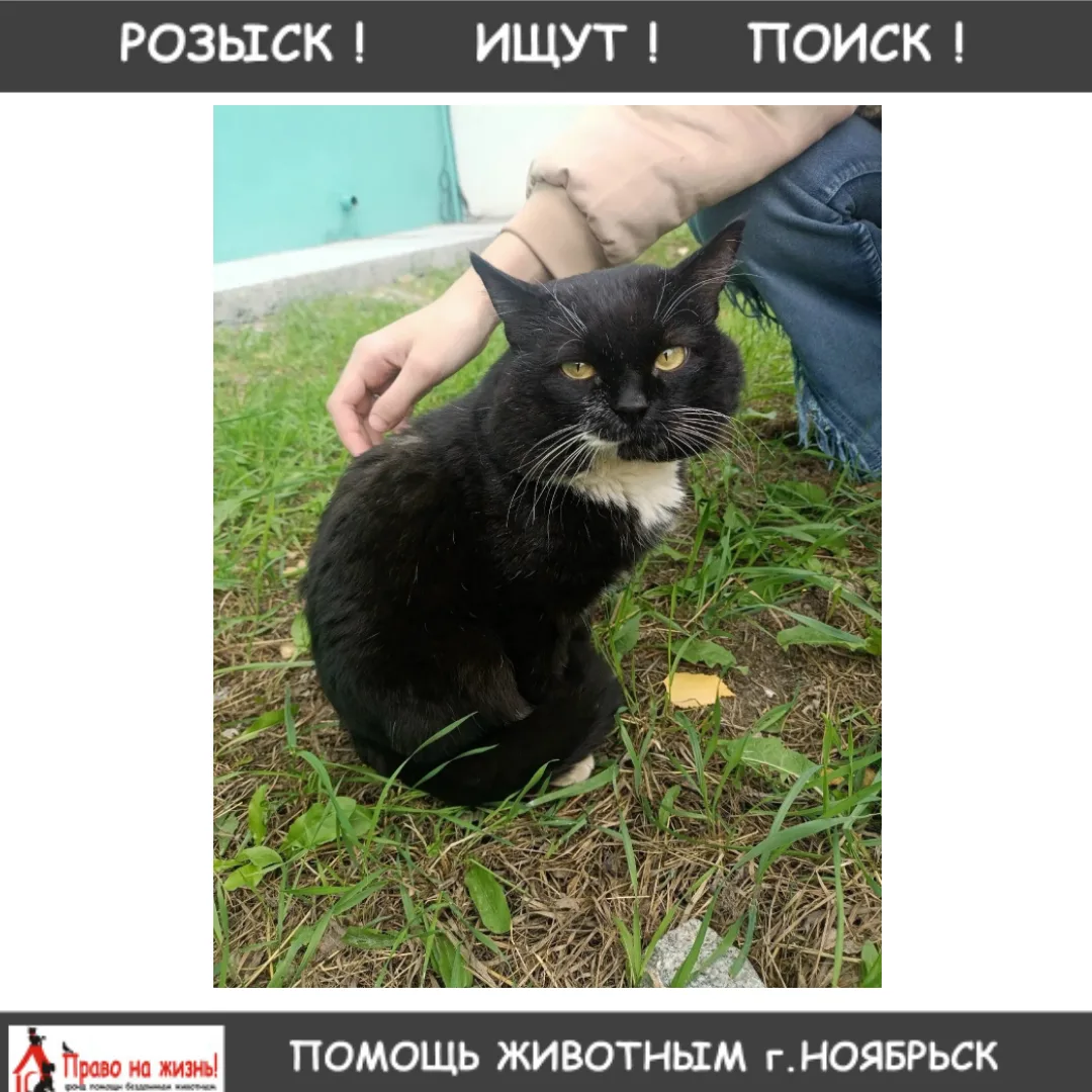 ❗️РОЗЫСК❗️ ВОЗНАГРАЖДЕНИЕ❗️Помогите найти домашнего кота в 7 микрорайоне!  Обратите вни...
