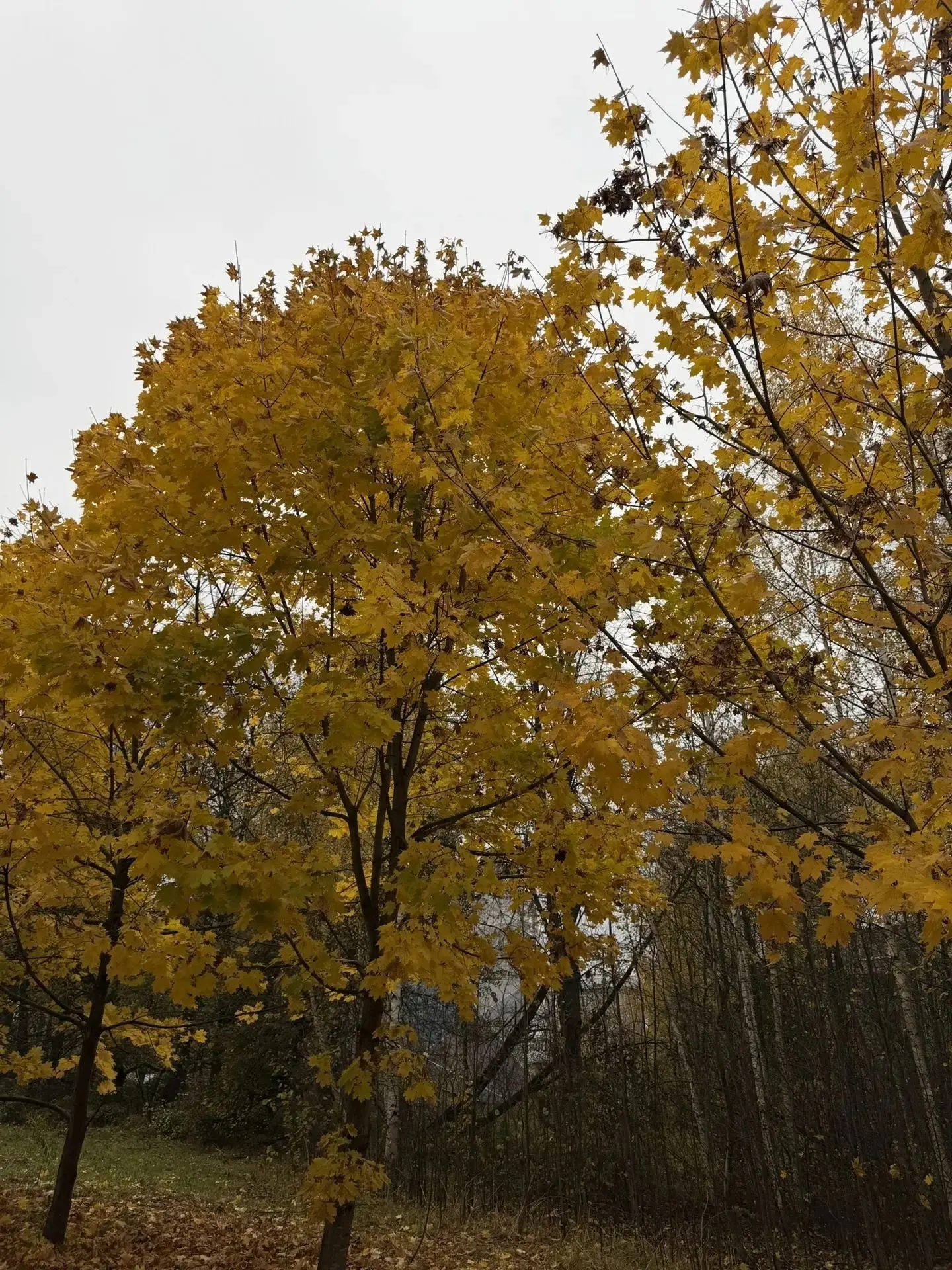 Оооооосень....