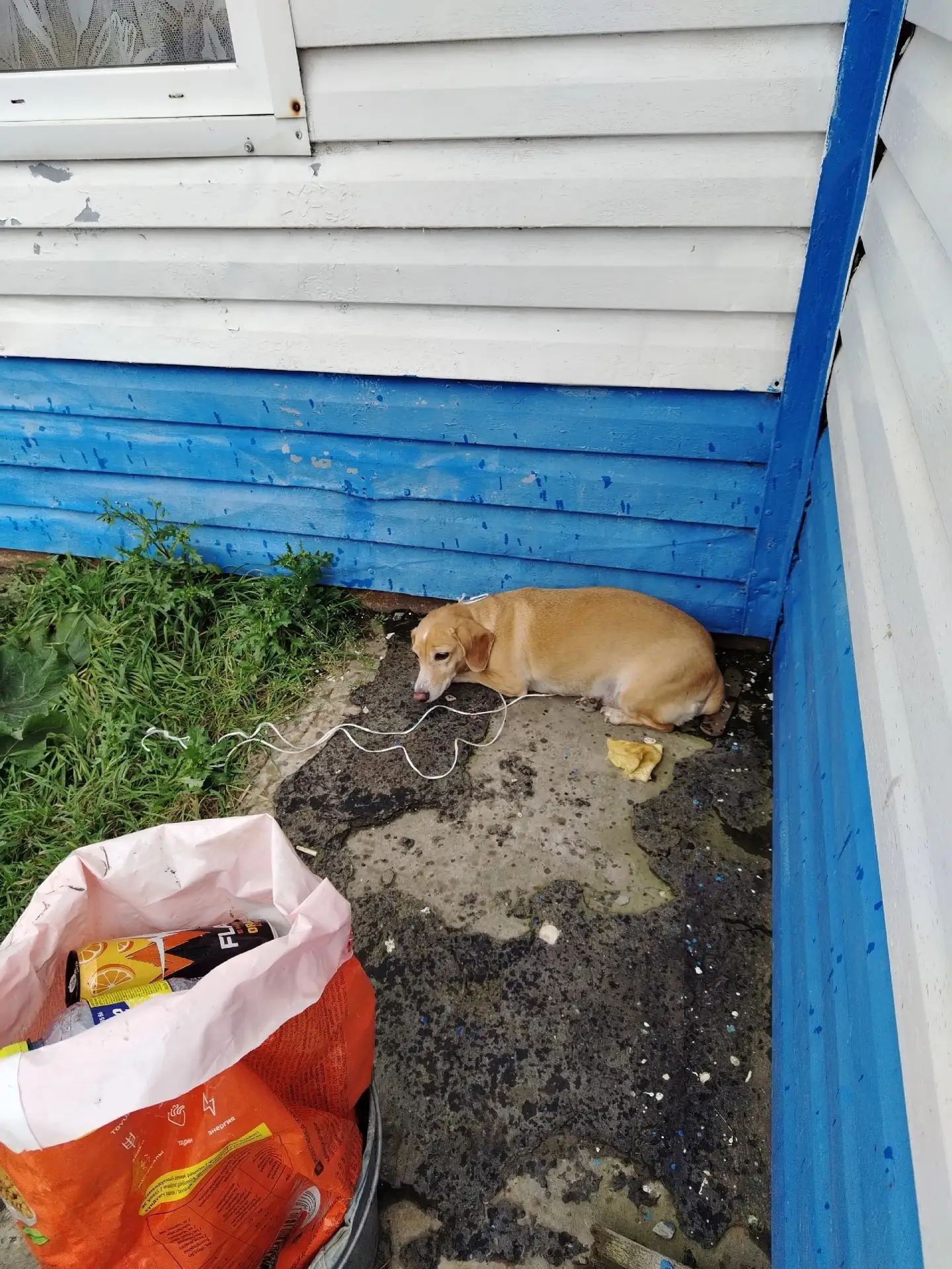 Хозяин найдись! Который привезал собаку к ручке магазина. Вчера и ушёл..