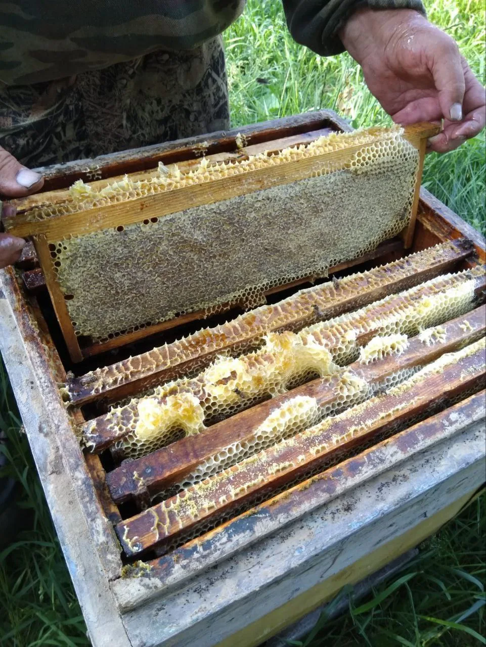🐝Друзья, а вы знали, насколько незаменимы пчёлы? 🐝☝️
