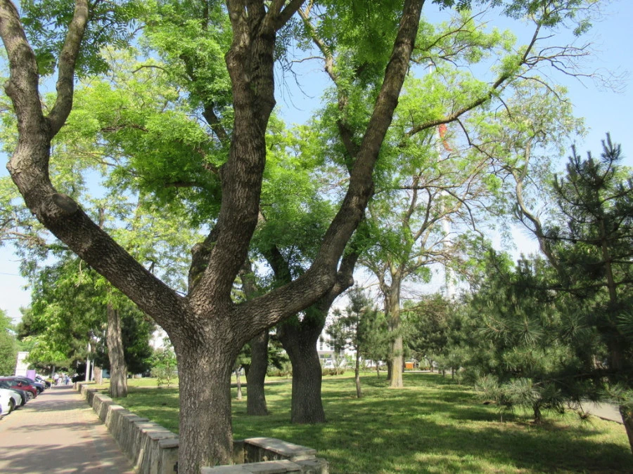 🌳 Анапа станет зеленее: где и какие растения высадят в городе