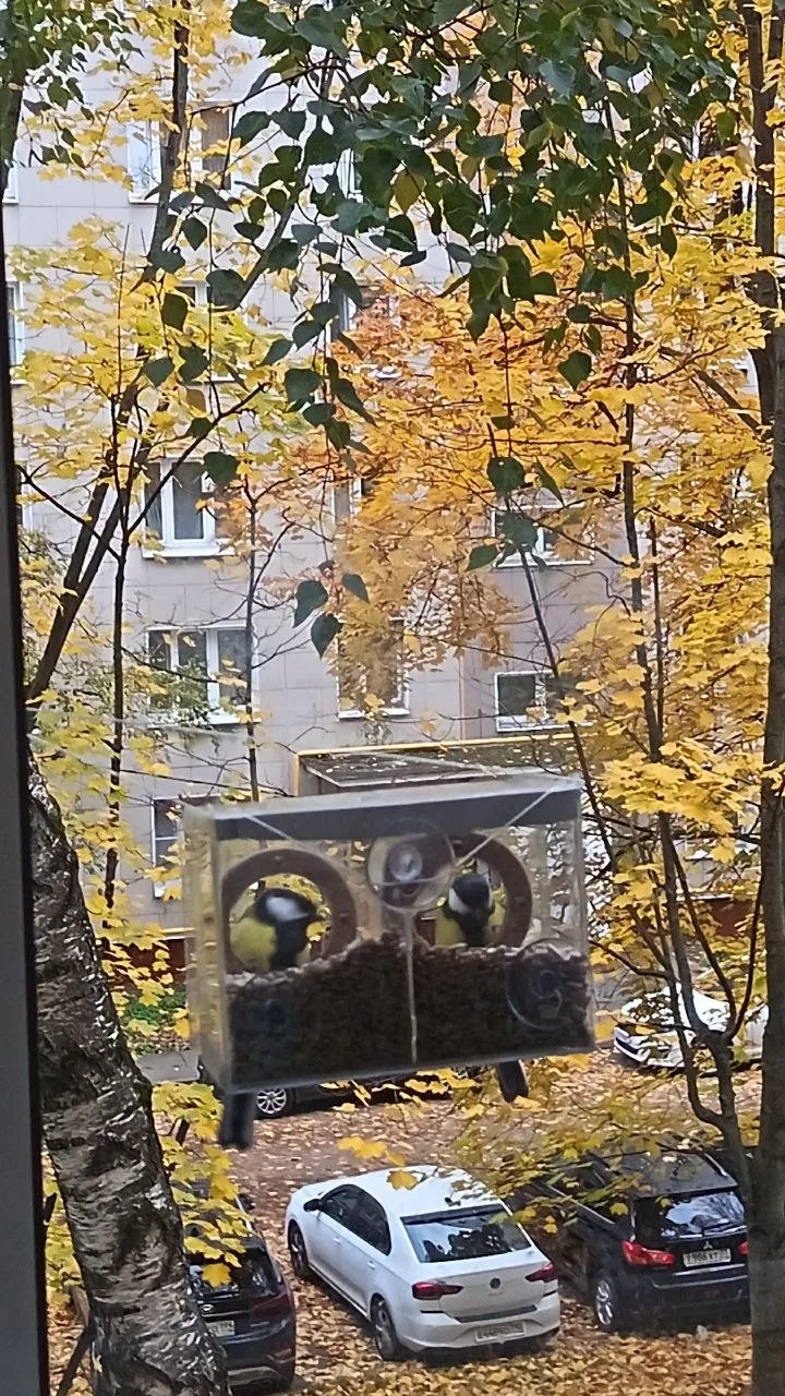 Сочная осень из окна нашей соседки. И сытые синички 😊