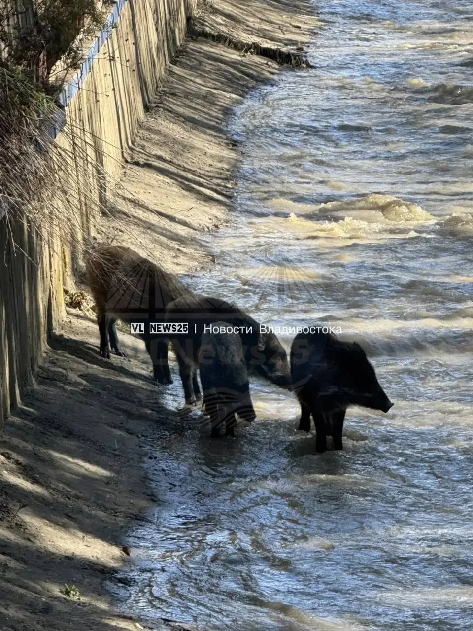 🐗💦 Во Владивостоке заметили семью диких кабанчиков