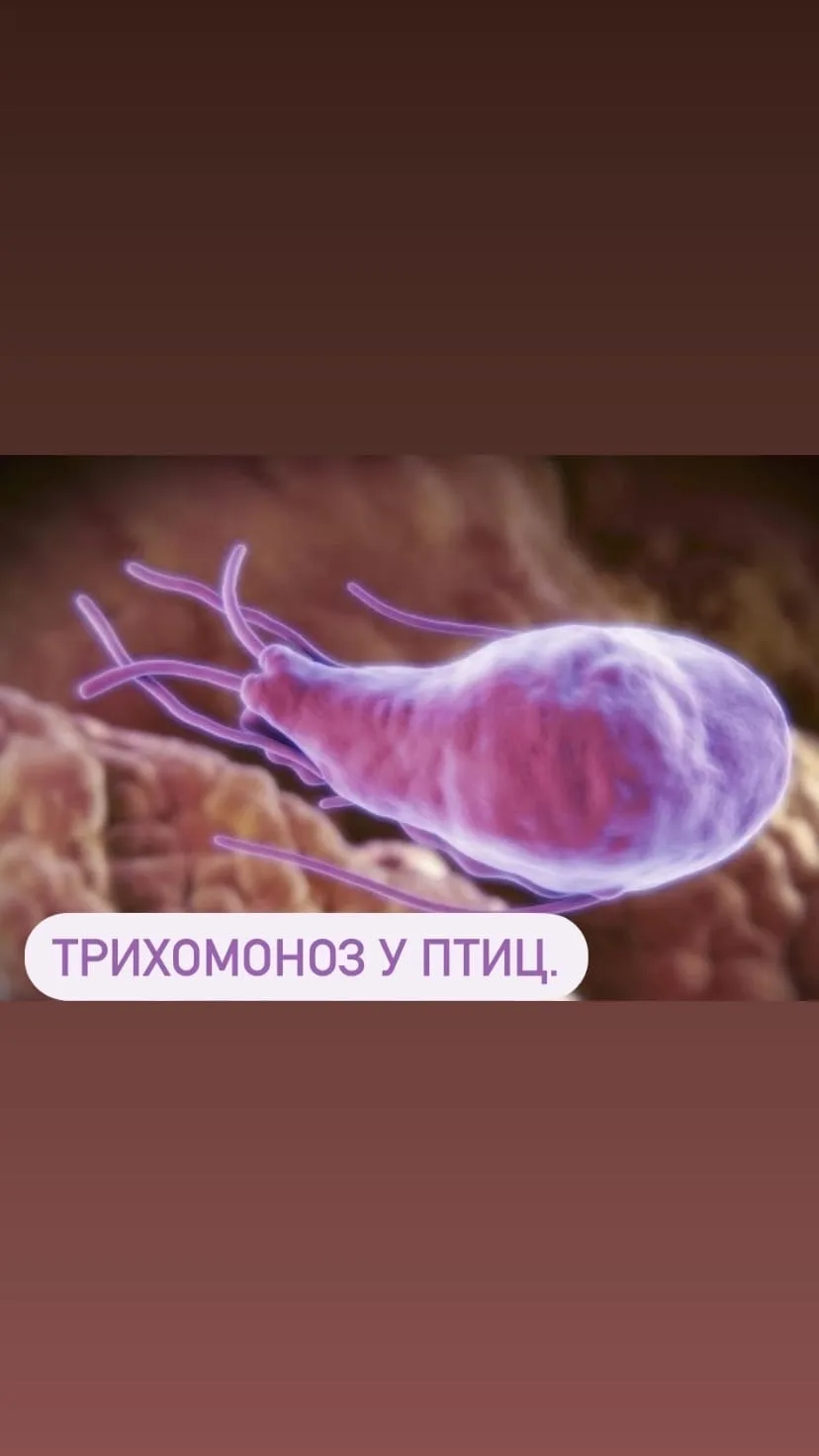 ✅ Статья Багиры Кошки