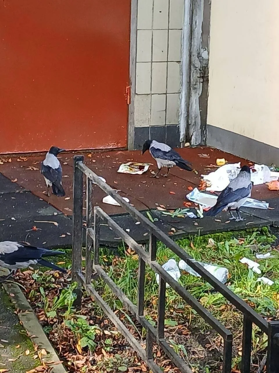 Пока жители спят, во дворе кипит птичья жизнь