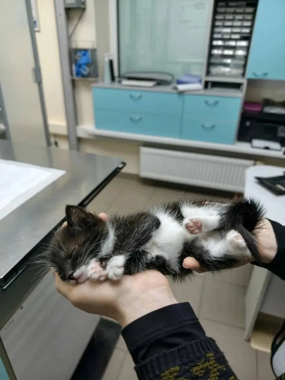 Пожарные спасли 13 кошек из горящего дома под Гатчиной