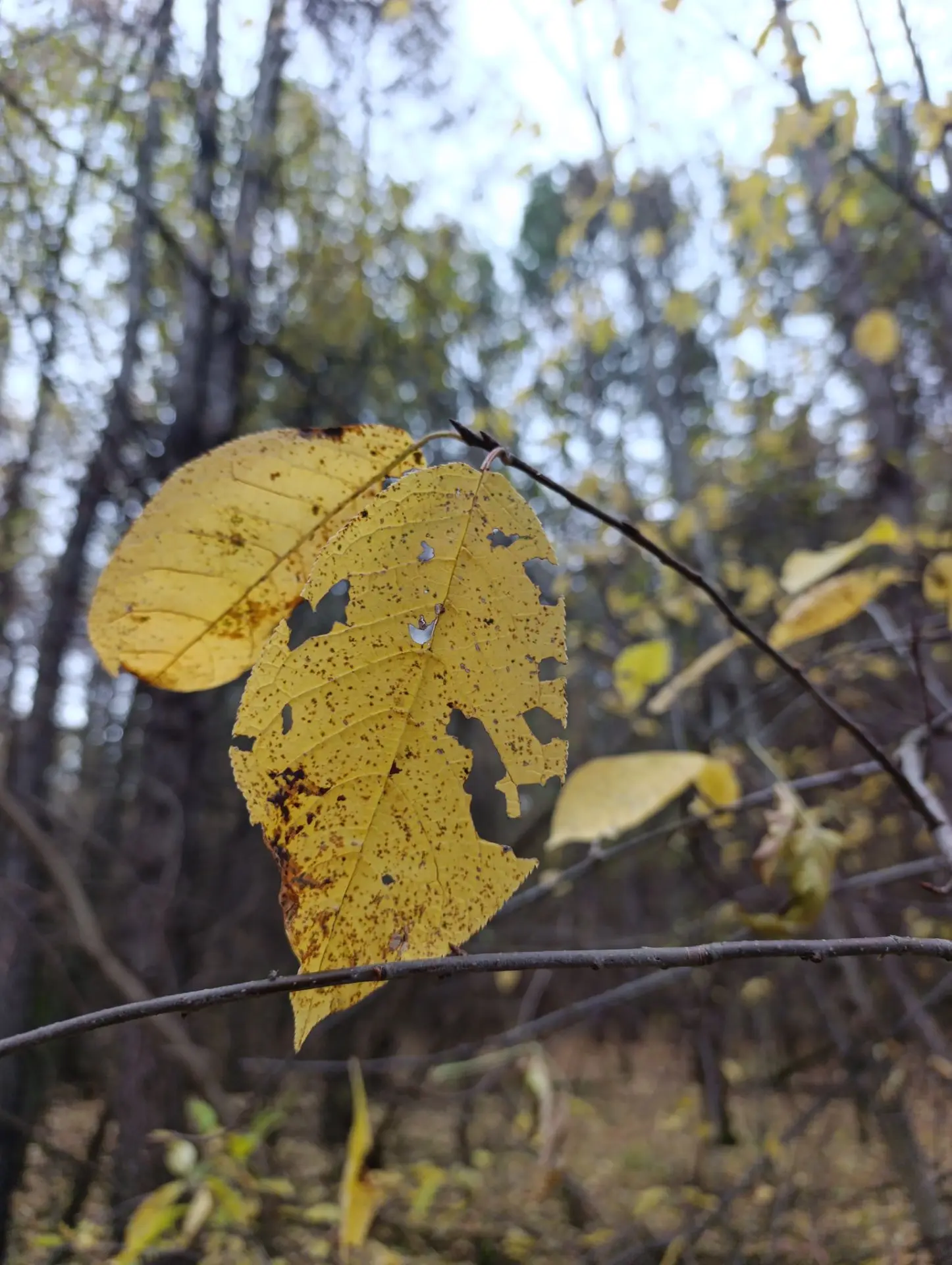 Тема осени раскрыта полностью🍁💫