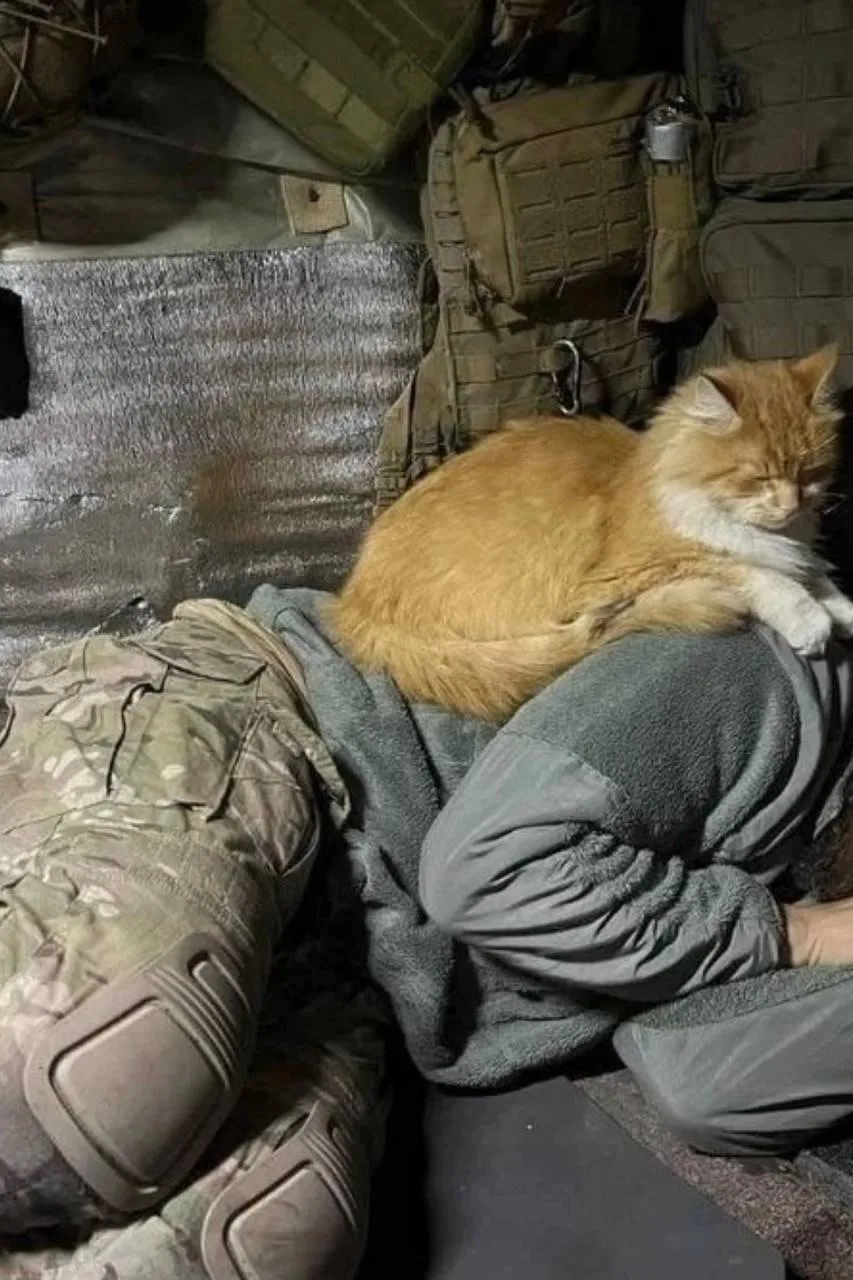 Всем отбой! 😁 🐈