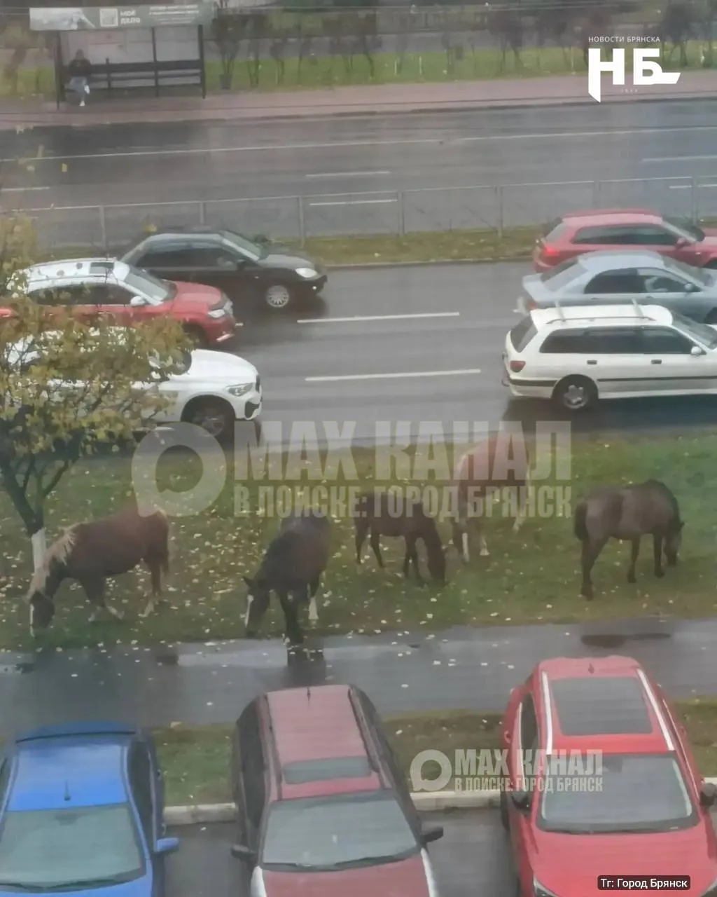 🐎 Табун коней устроил самовыгул прямо у дороги на остановке возле 28-й школы