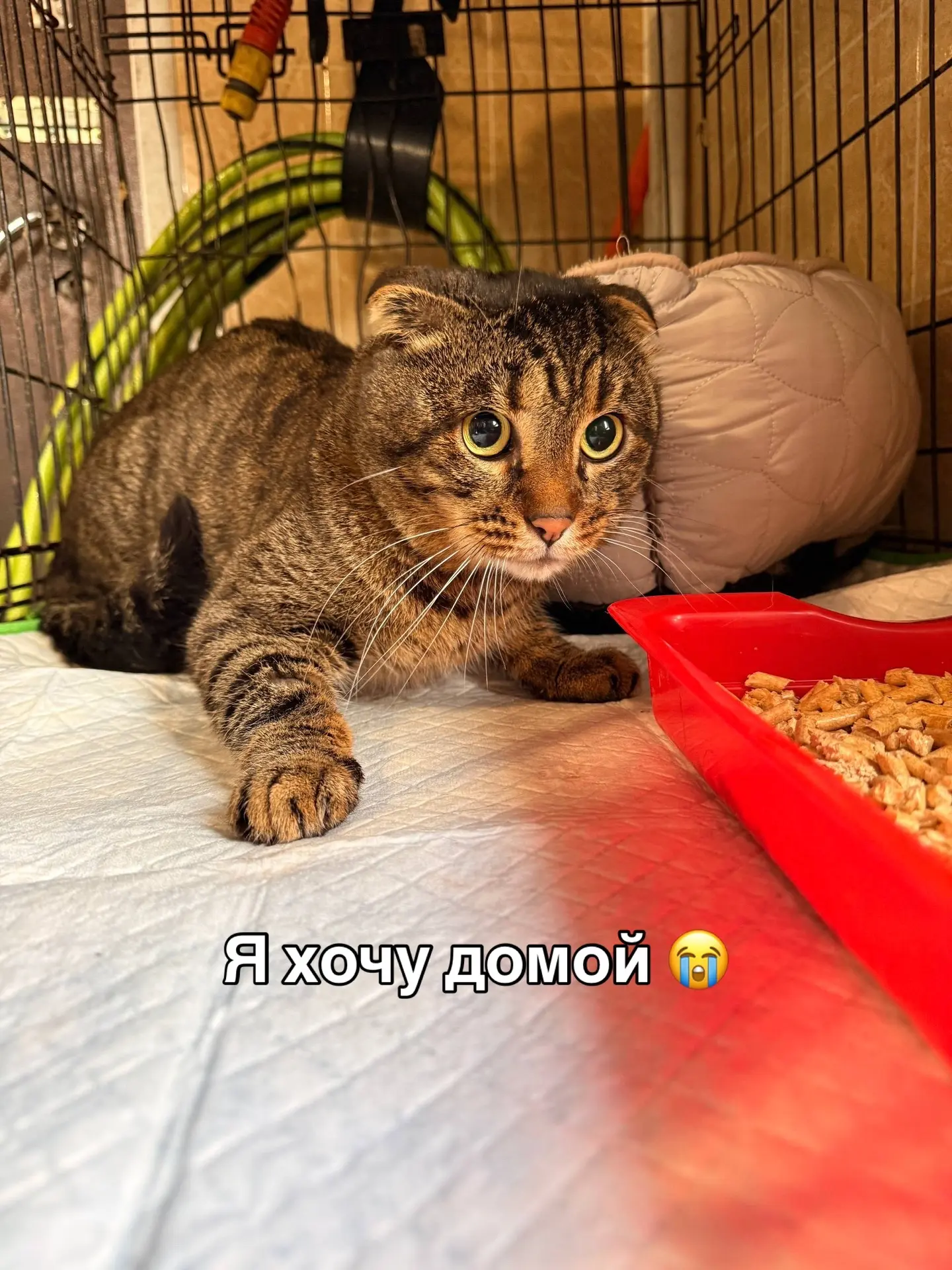 Наш Листик готов к переезду домой ❤️