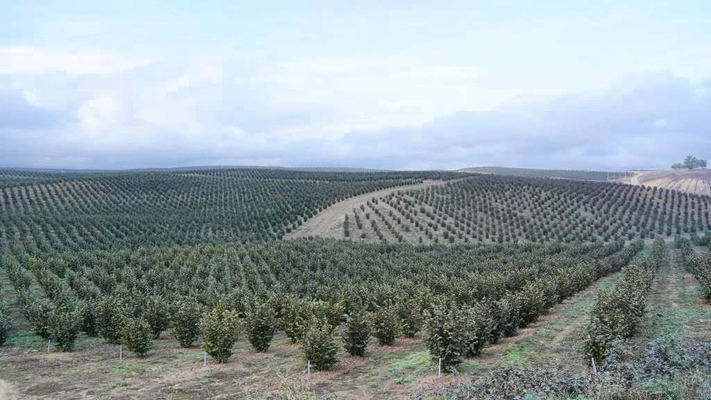 🍏Аграрии Дагестана перевыполнили план по закладке садов на 18%