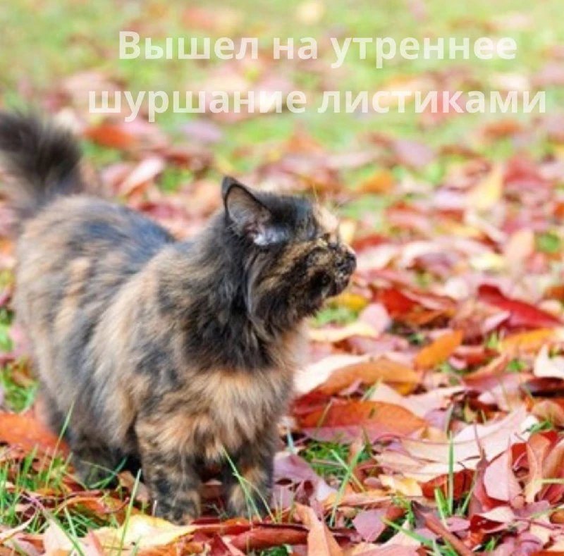 🍚 Сегодня — Всемирный день каши