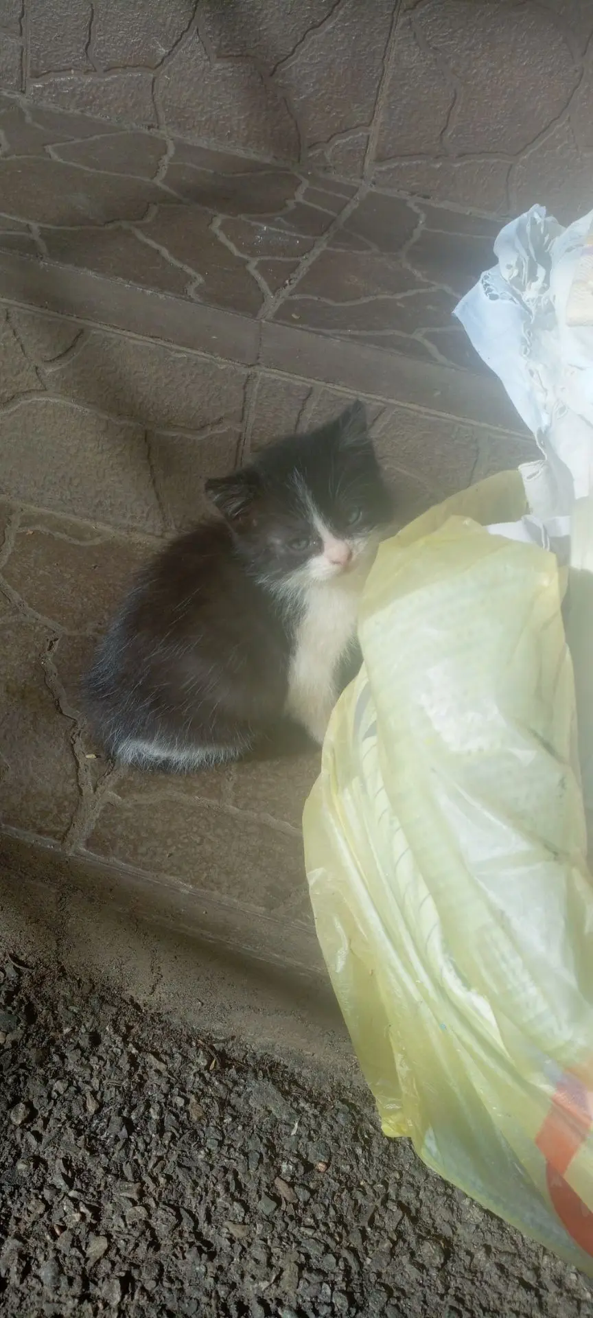 Отдам милых котят 🐈 8 903 44 55 827