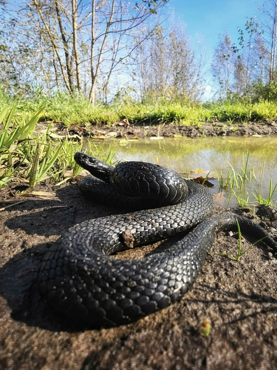 🐍 Пермские гадюки ловят последнее тепло