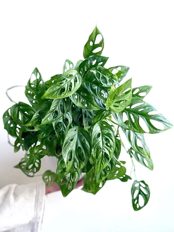 Монстера Адансона: универсальное растение для дома 🌿