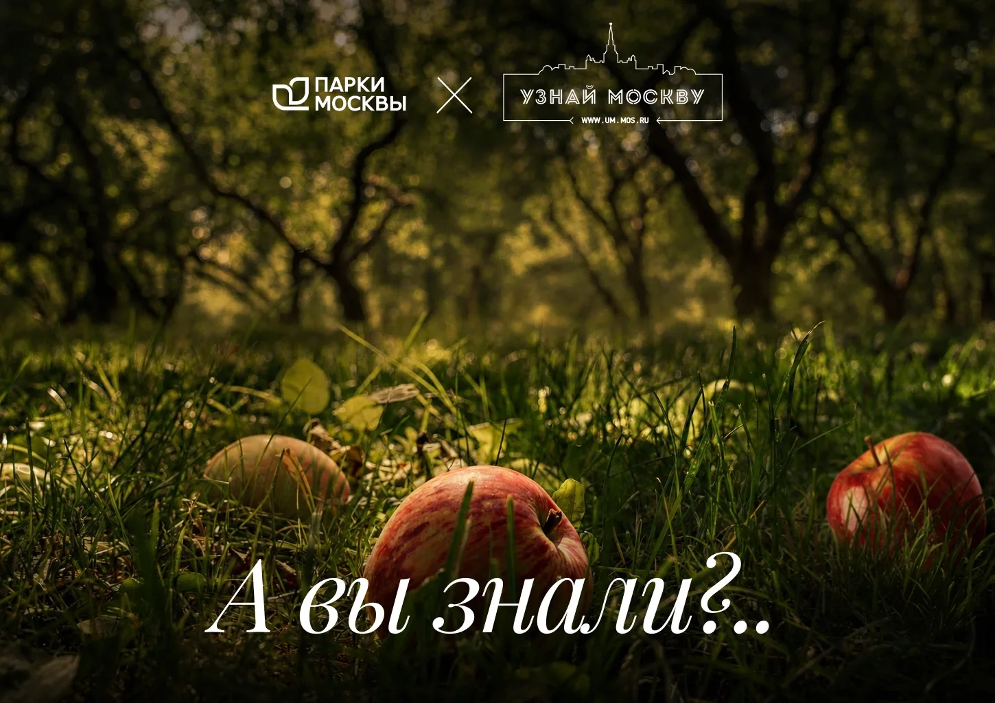 🍎 Царское наследие с яблочным вкусом