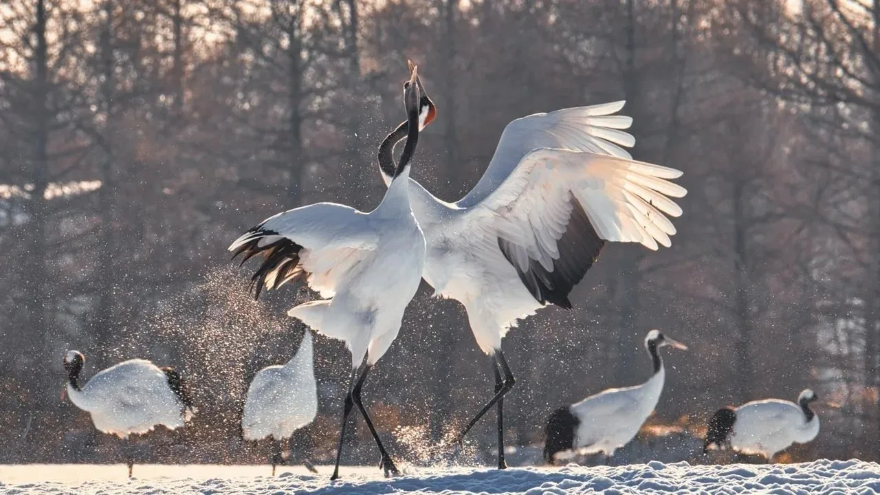 😍Журавль с красной короной