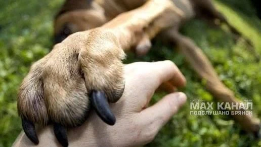 Жительница Брянска судится с автором поста в соцсетях из-за фото с собакой
