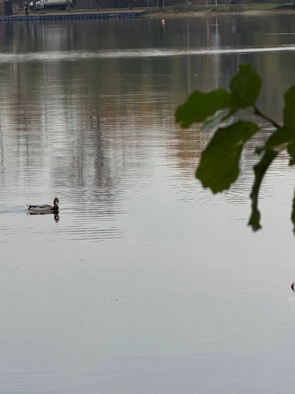 Уже плывем по делам… 🦆