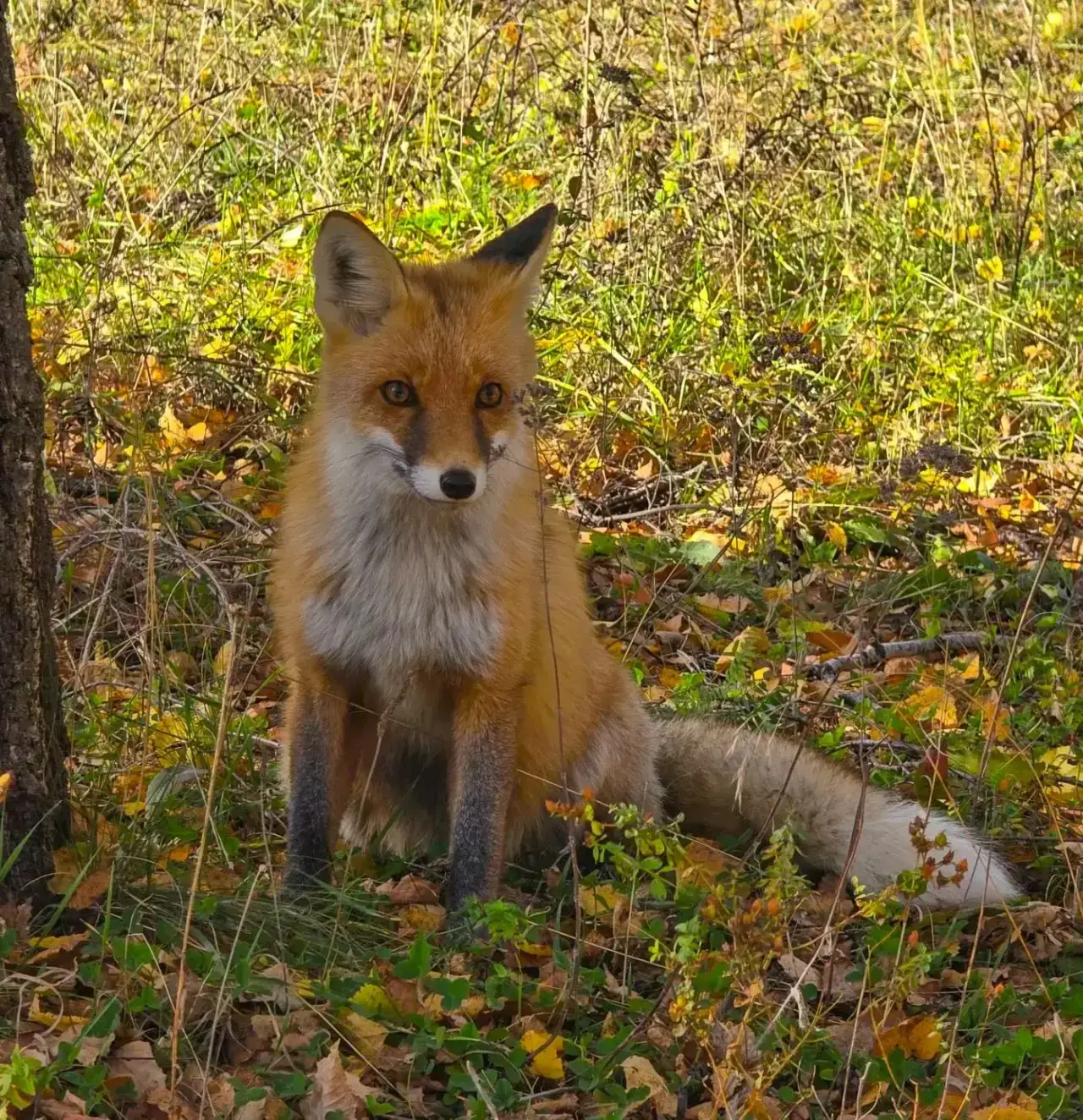🦊Неожиданная встреча