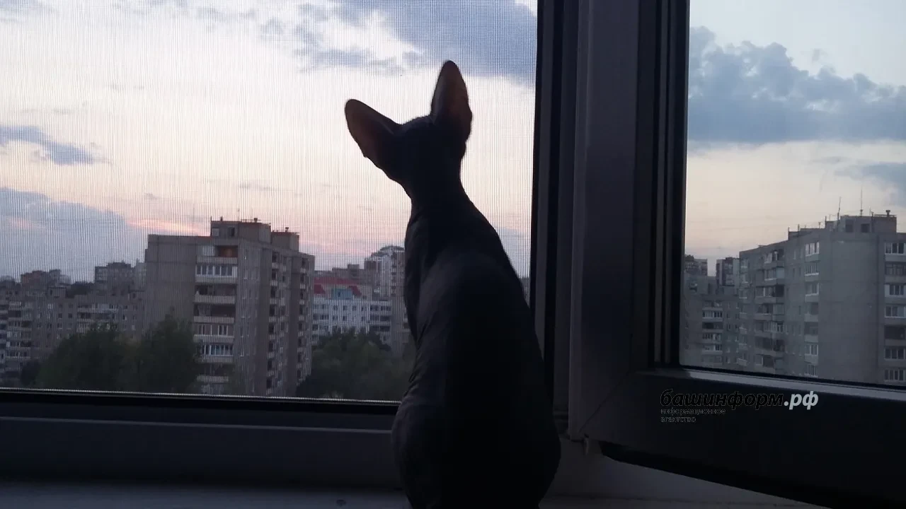 😢В Уфе расследуют гибель кошек