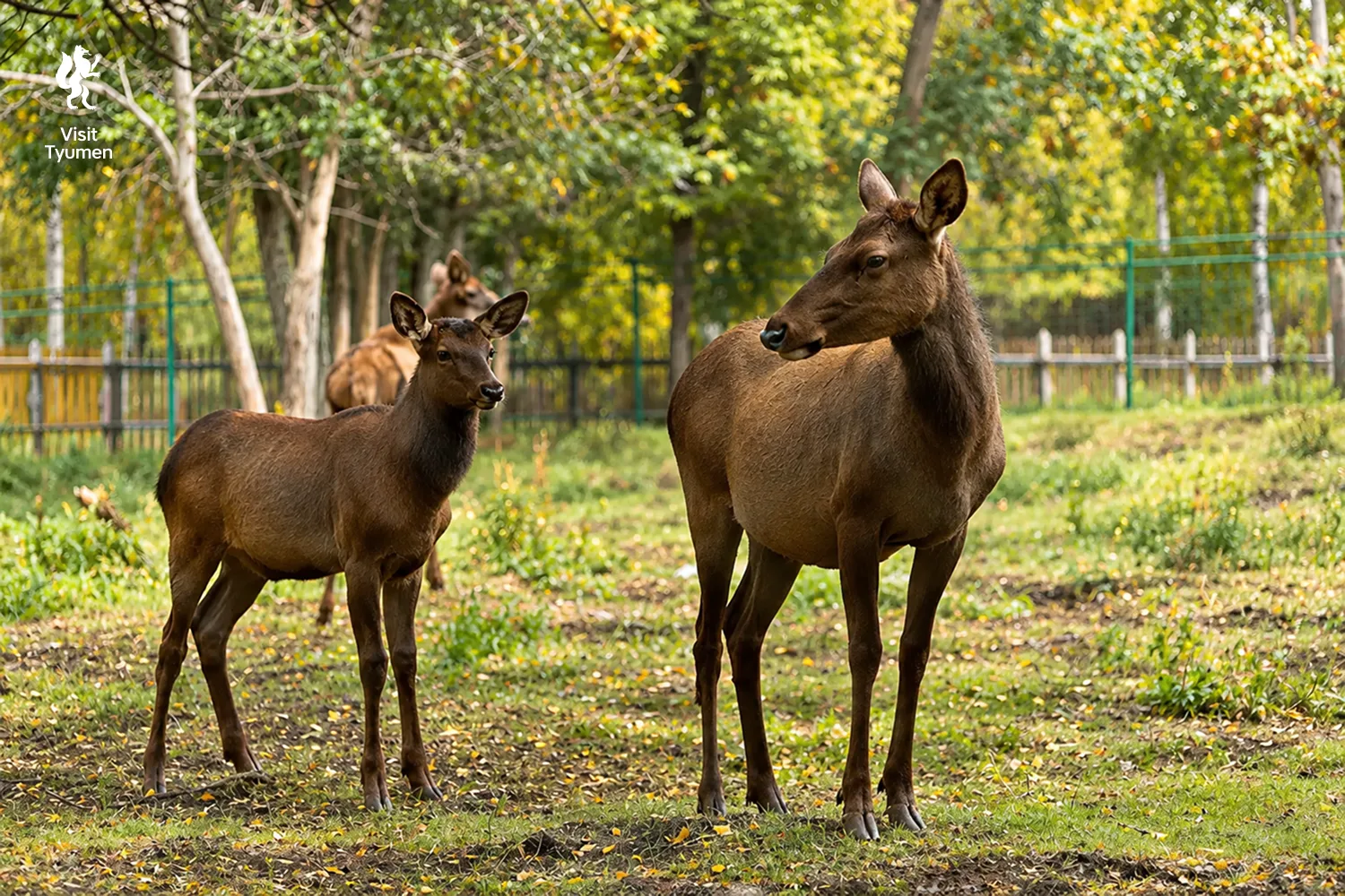 🦌 Умчи меня, олень, в свою страну оленью!