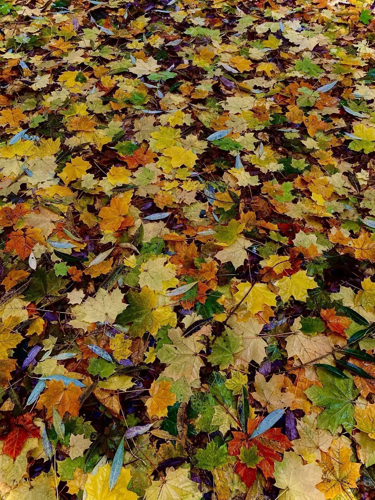 Какая красота 🍁🍂