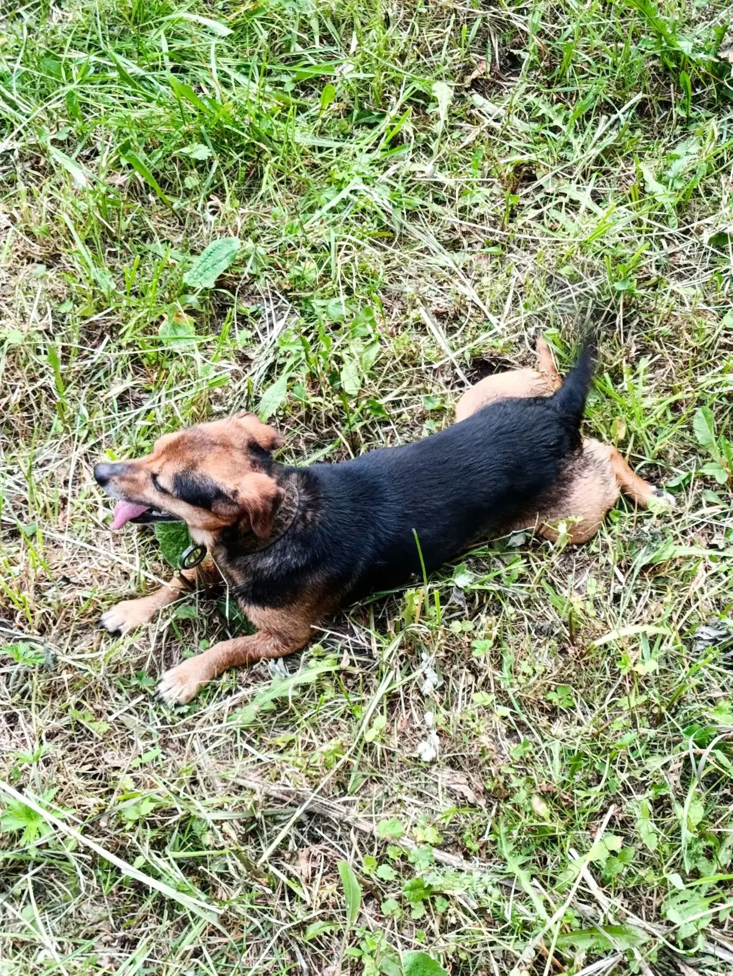 Жиган: маленький ураган позитива 🐕