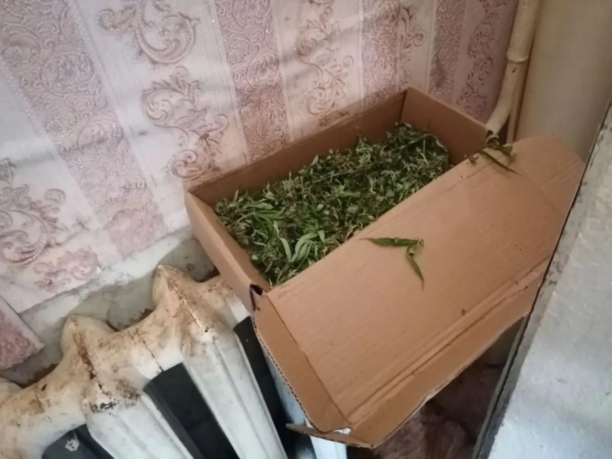 В Покровском районе накрыли домашнюю плантацию "травки"