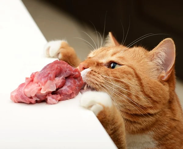 😻Какие виды мяса подходят для питания кошки