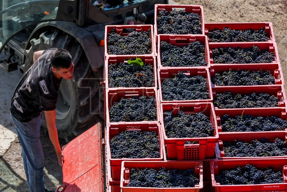 🍇 Сбор винограда в Севастополе