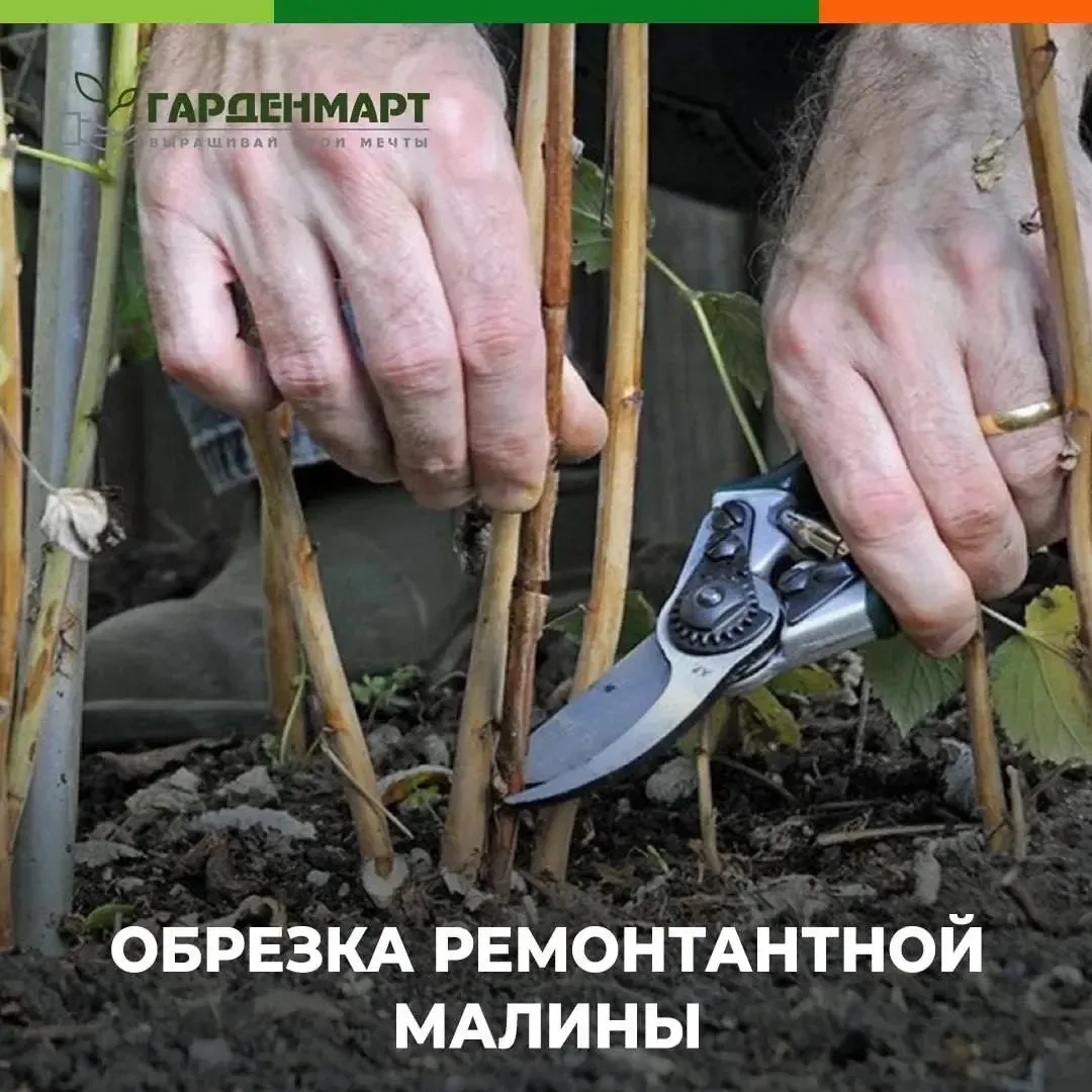 🍇 Обрезка ремонтантной малины