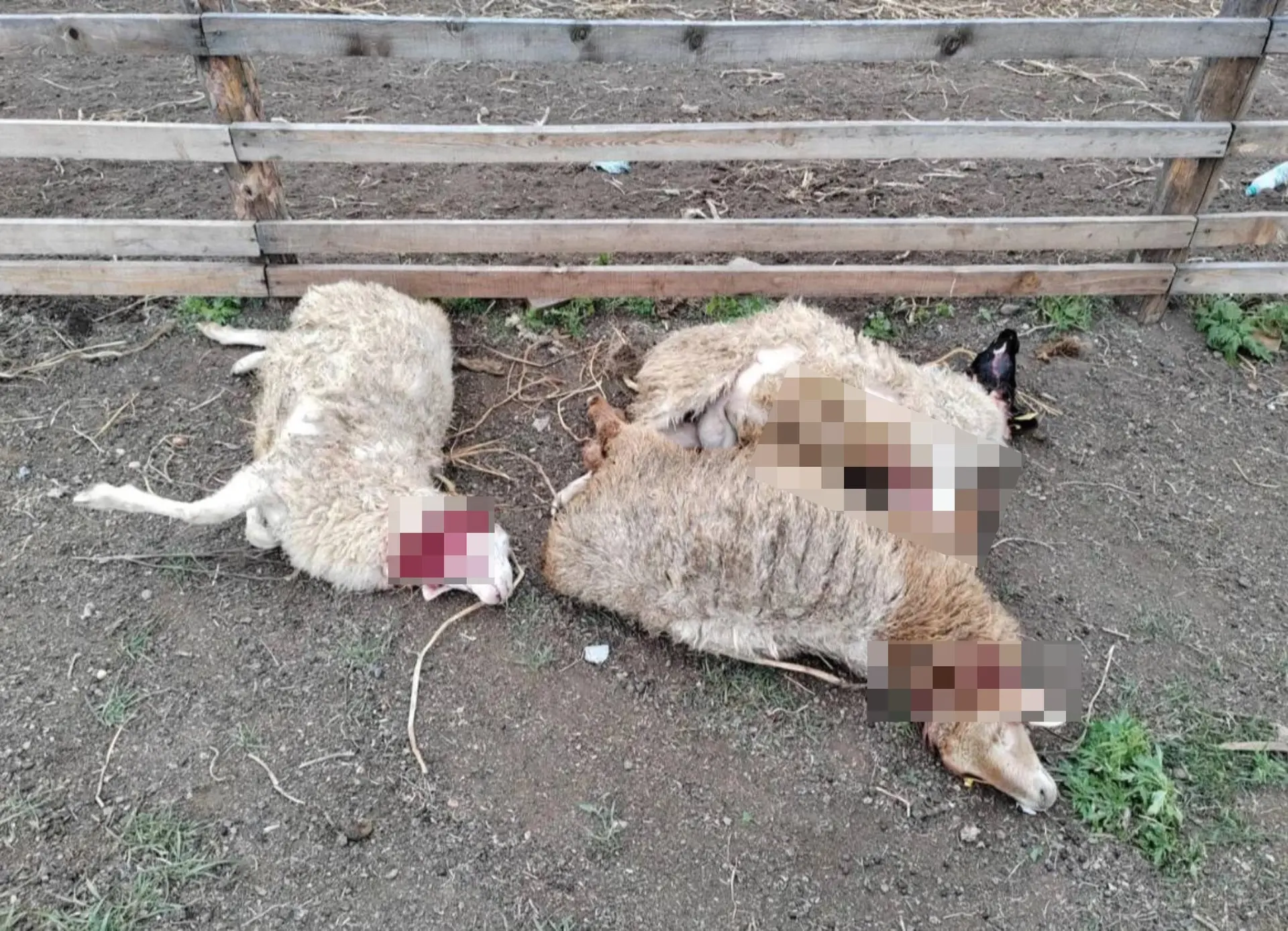 Пять погибших овец нашли в селе Колочное-1, среди них одна туша разорвана и обезглавлена.
