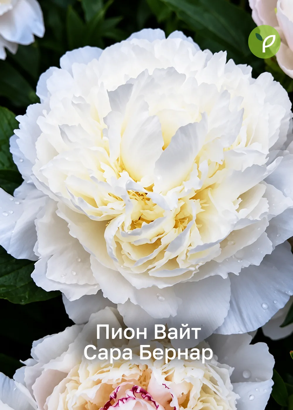🤩 Роскошь на полвека: 6 коллекционных пионов, которые изменят ваш сад