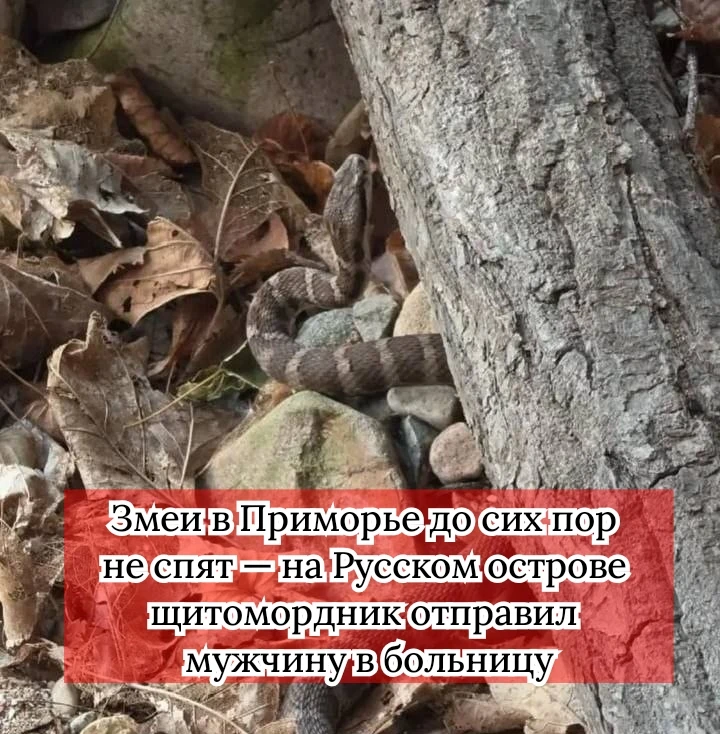 Несмотря на октябрьские холода, ядовитые змеи продолжают представлять опасность. 10 окт...