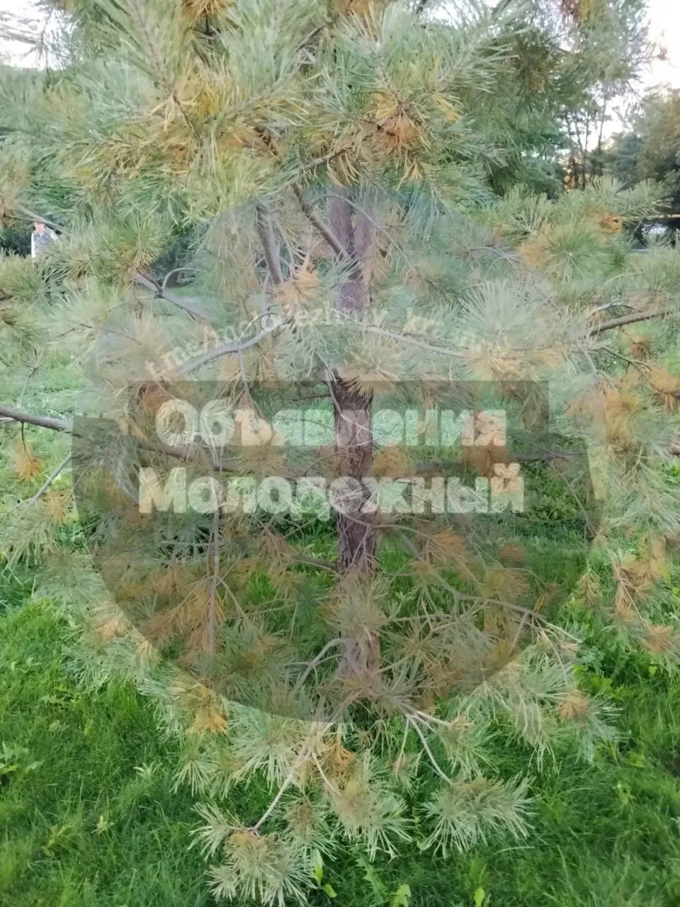 Актуальная проблема