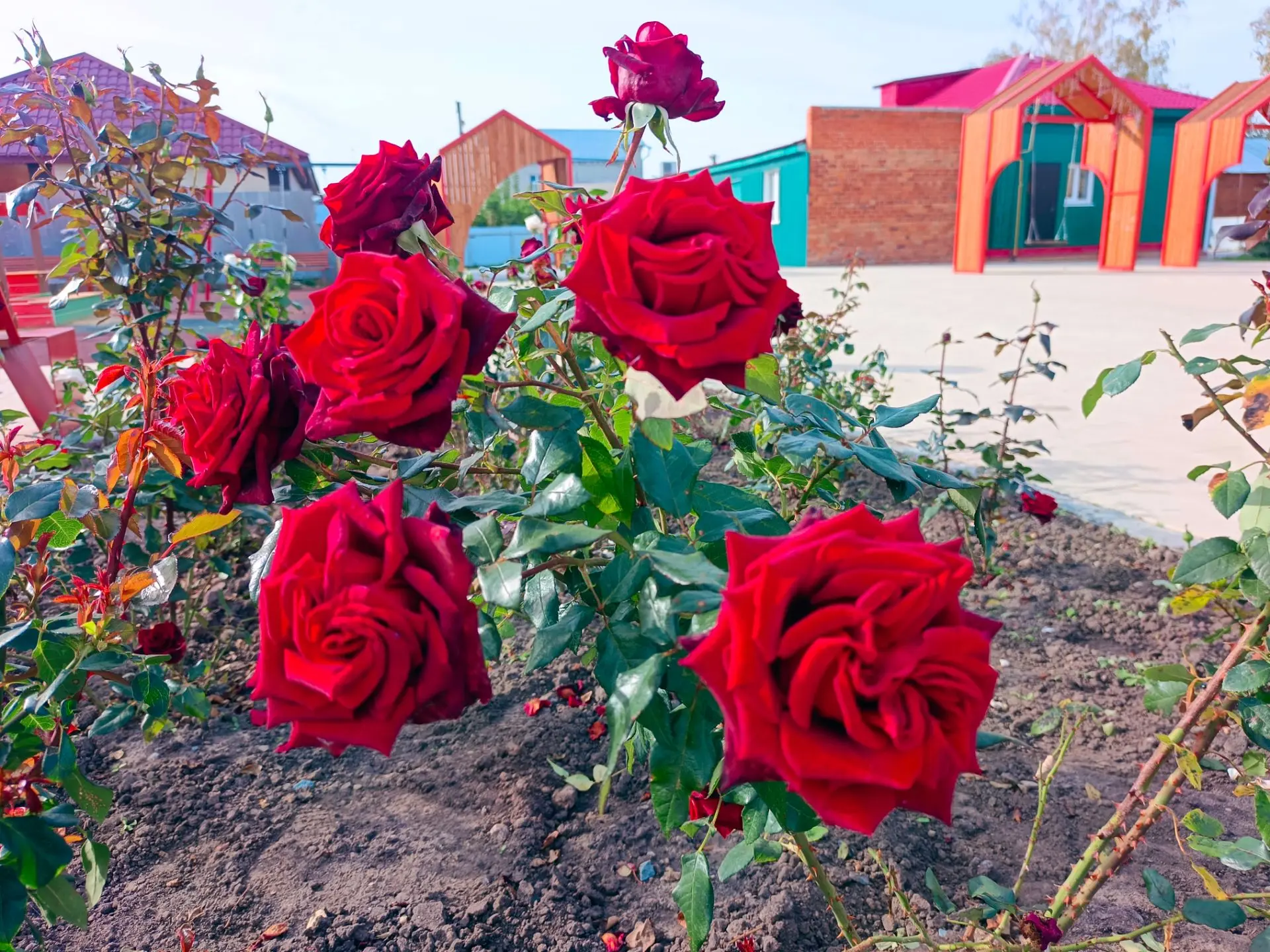 🌹В городе появилось пять новых розариев