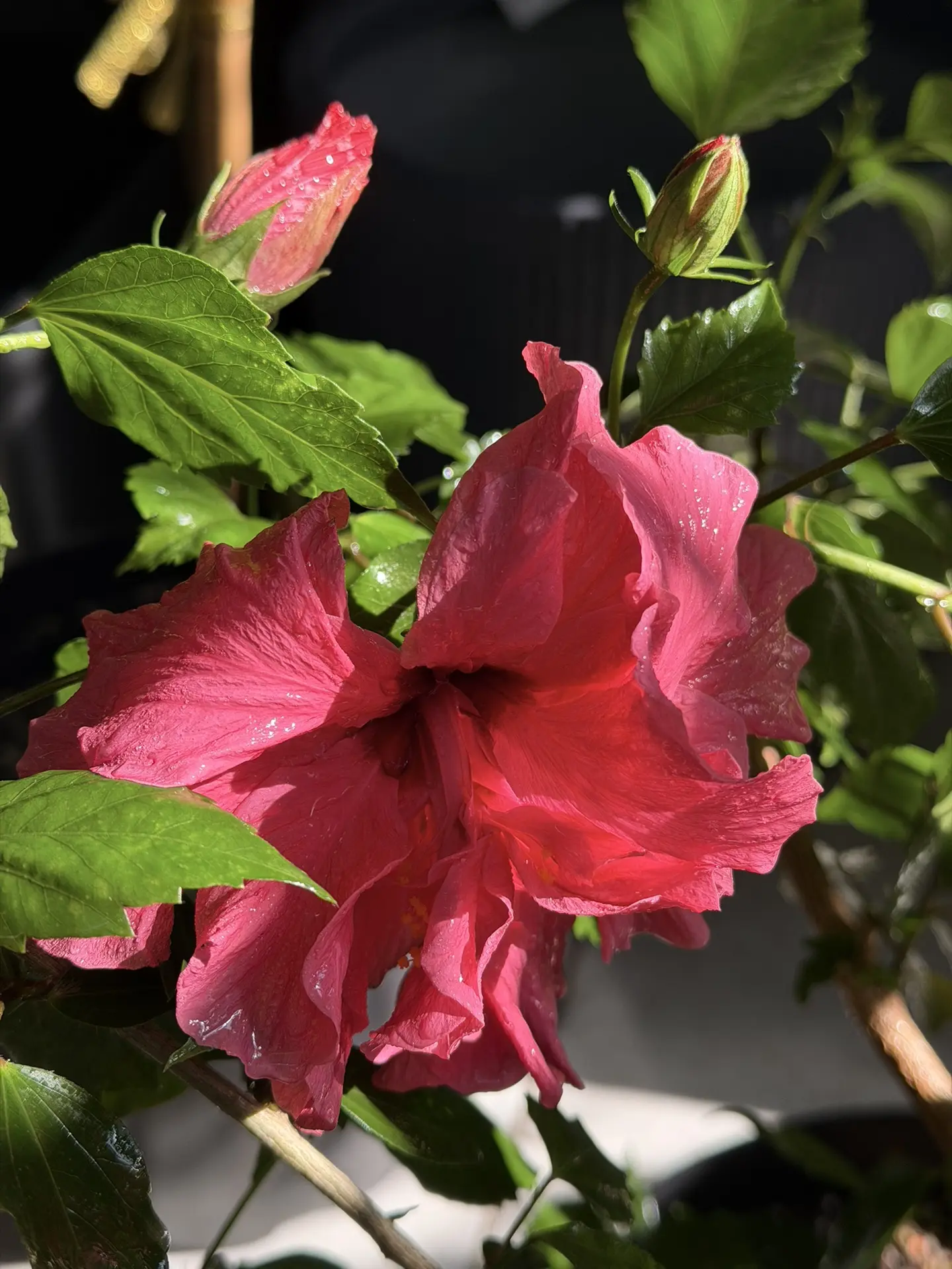 У нас зацвел шикарный гибискус🌺 1800₽