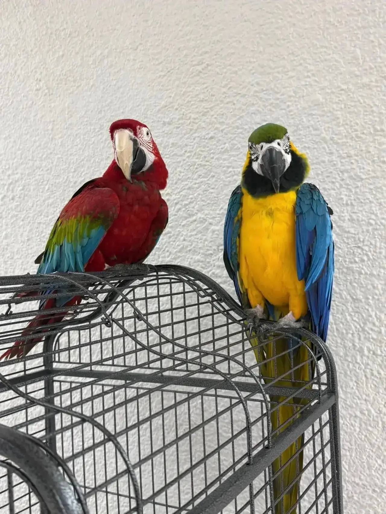 ‼️ Впервые в Ульяновске — выставка ручных попугаев «ПОПУГАЙНЯ»! 🦜