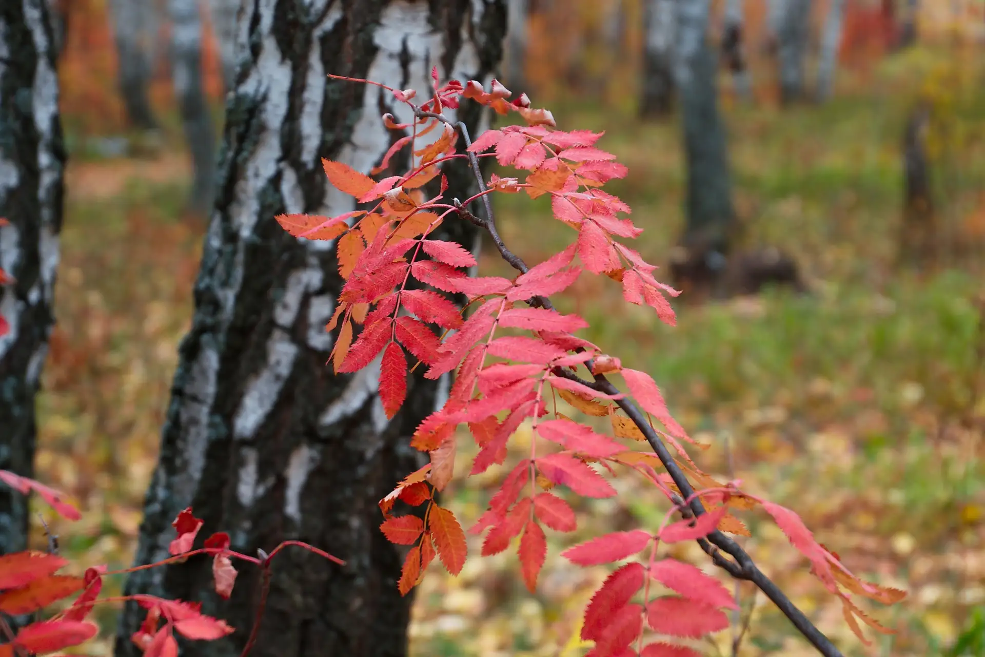 Краски осени...🍁